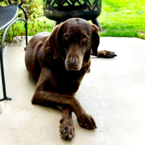 brinkley